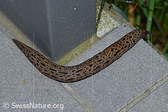Grosser Schnegel (Limax maximus)