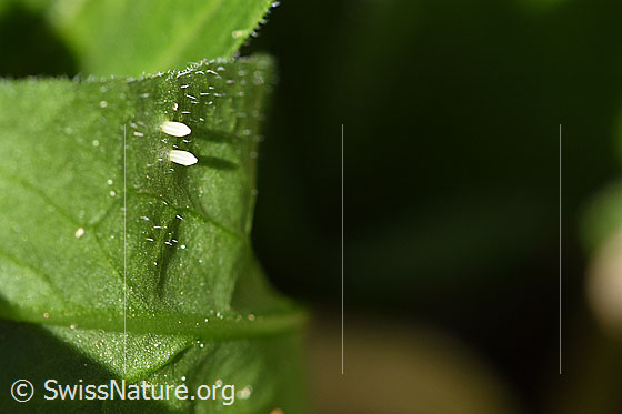 Zwei Eier eines Schmetterlings (Rapsweissling, Pieris napi)