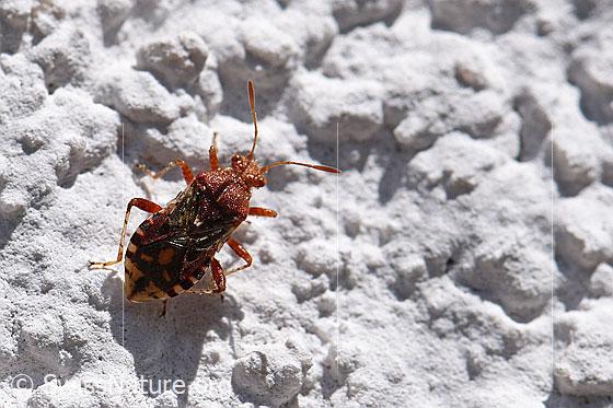 Rhopalus subrufus (Wanze)