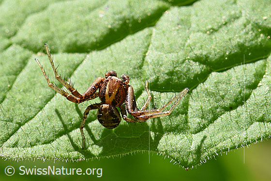 Braune Krabbenspinne (Xysticus cristatus)