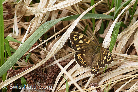 Foto: Waldbrettspiel (Pararge aegeria, Schmetterling) auf dürrem Gras.