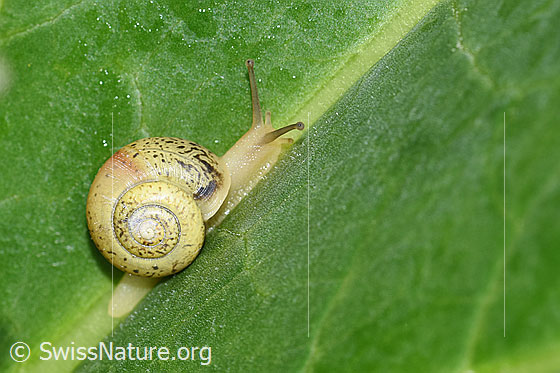 Foto: Wahrscheinlich kleine Glanzschnecke (Aegopinella pura). Unterwegs auf einem Blatt einer Rhabarber.
Der Durchmesser des Hauses beträgt ca. 2cm.