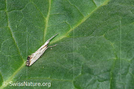 Plutella porrectella (Schleiermotte)