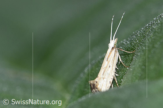 Foto: Wahrscheinlich Plutella porrectella. Auf Blatt einer Rhabarber.