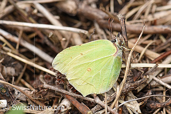 Photo: Gonepteryx rhamni on a dry stalk..