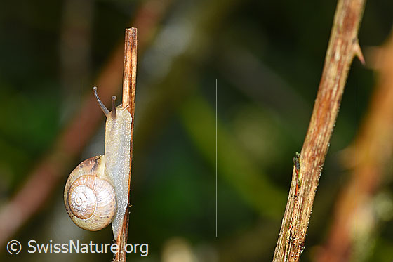 Foto: Wahrscheinlich kleine Glanzschnecke (Aegopinella pura). Unterwegs an Halm. Das Ende des Halms ist in Sicht.
Der Durchmesser des Hauses beträgt ca. 2cm.