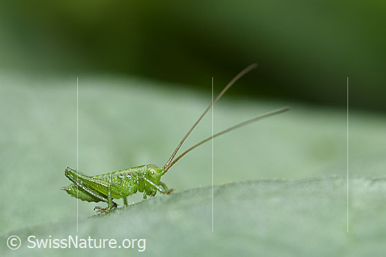Grünes Heupferd (Tettigonia viridissima)