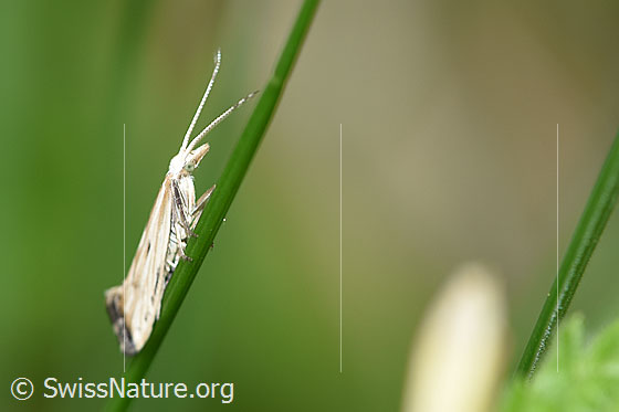 Foto: Wahrscheinlich Plutella porrectella. An Grashalm.