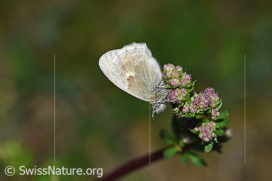 Kleines Wiesenvögelchen (Coenonympha pamphilus)