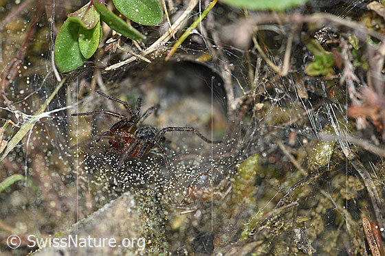 Foto: Labyrinthspinne (Agelena labyrinthica) vor dem Trichter.
Körperlänge: Männchen 8-12, Weibchen 10-14mm.