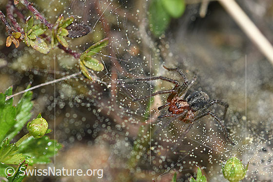 Photo: Agelena labyrinthica  in a web.
Body length: males 8-12, females 10-14mm.
