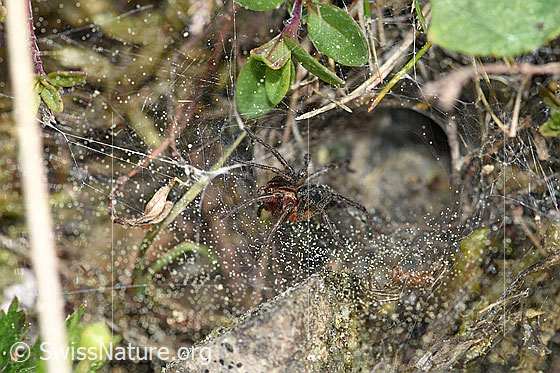 Foto: Labyrinthspinne (Agelena labyrinthica), vor dem Trichter und der Gespinströhre sitzend.
Körperlänge: Männchen 8-12, Weibchen 10-14mm.
