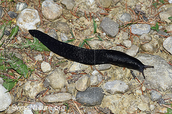 Schwarzer Schnegel (Limax cinereoniger)