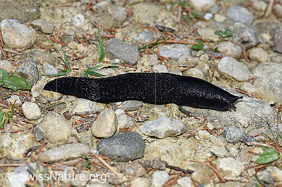 Foto: Wahrscheinlich Schwarzer Schnegel (Limax cinereoniger). Wanderweg im Übergang Wald zu Alpweide