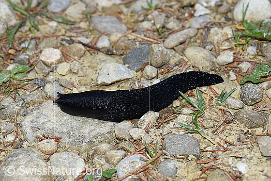 Foto: Wahrscheinlich Schwarzer Schnegel (Limax cinereoniger). Wanderweg im Übergang Wald zu Alpweide.