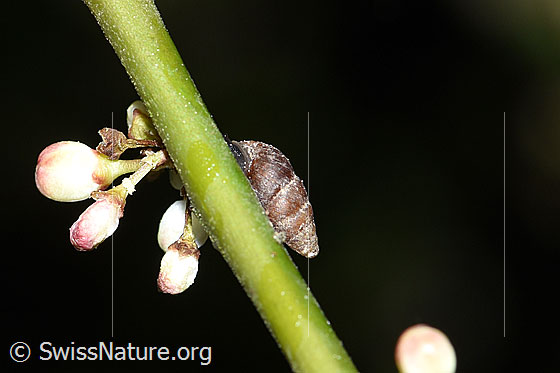 Kleine Turmschnecke ( Merdigera obscura)