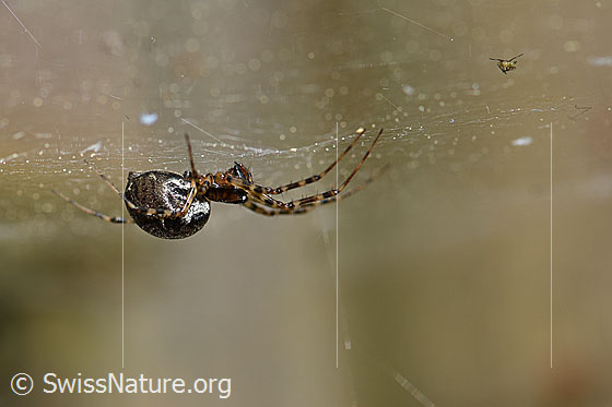 Foto: Wahrscheinlich Neriene montana.
Körpergrösse: 5.5 - 8mm