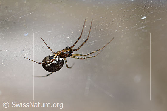 Neriene montana