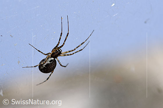 Foto: Wahrscheinlich Neriene montana.
Körpergrösse: 5.5 - 8mm