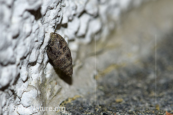 Foto: Wahrscheinlich Kleine Turmschnecke (Merdigera obscura). An Aussenwand eines Hauses.