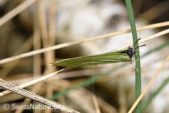 Foto: Zitronenfalter (Gonepteryx rhamni) an Grashalm, Ansicht von vorne