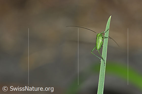 Foto: Grünes Heupferd (Tettigonia viridissima) im Nymphenstadium. Körperlänge ausgewachsen ca. 10-17mm.