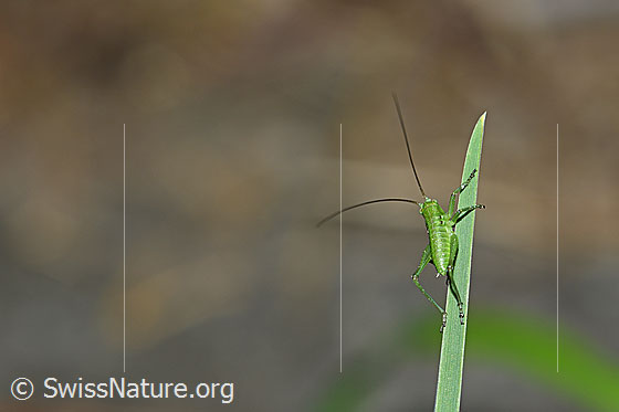 Foto: Grünes Heupferd (Tettigonia viridissima) im Nymphenstadium. Körperlänge ausgewachsen ca. 10-17mm.