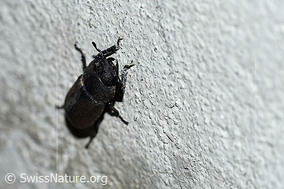Foto: Balkenschröter (Dorcus parallelipipedus). Die kräftigen Oberkiefer des Käfers sind gut erkennbar.
