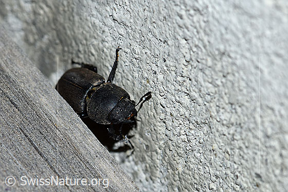 Foto: Balkenschröter (Dorcus parallelipipedus), Ansicht von vorne