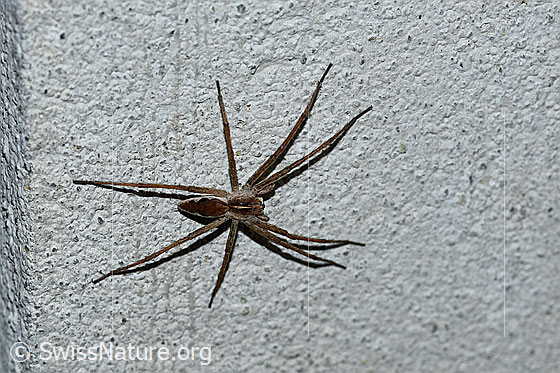 Foto: Listspinne (Pisaura mirabilis). Ansicht von oben.