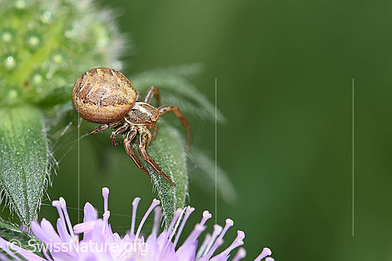 Foto: Wahrscheinlich Braune Krabbenspinne, Weibchen. Die Spinne Sitz auf einem Hüllblatt einer verblühten Feld-Witwenblume (Knautia arvensis). 
Körperlänge: Männchen 3-5mm, Weibchen 6-8mm.