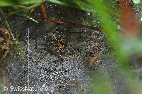 Labyrinthspinne (Agelena labyrinthica)