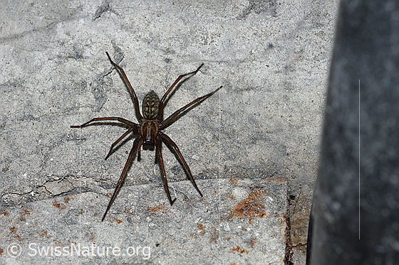 Foto: Hauswinkelspinne (Tegenaria domestica). Im Keller.
Körperlänge: Männchen 10-15mm, Weibchen 12-18mm