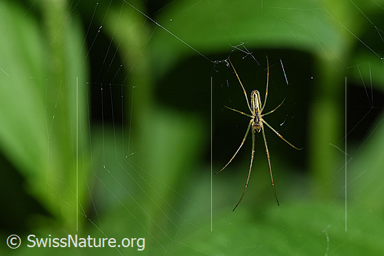 Foto: Bergstreckerspinne (Tetragnatha montana), Weibchen. Diese Spinne hängt in ihrem Radnetz, welches über eine offene Nabe verfügt.
Körperlänge 7-10mm