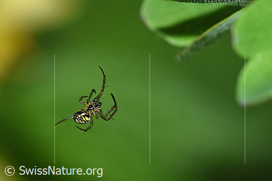 Foto: Sehr kleine Spinne, welche ihr Netz an den Blättern einer Akelei befestigt hat.
Körperlänge: ca. 4mm
