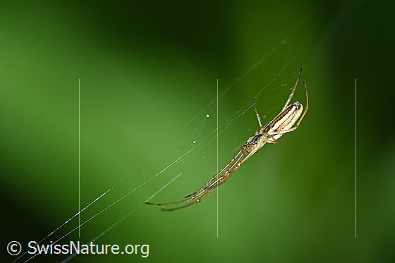 Foto: Bergstreckerspinne (Tetragnatha montana), Weibchen. Diese Spinne hängt in ihrem Radnetz, welches über eine offene Nabe verfügt.
