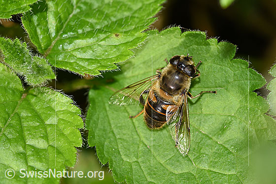 Foto: Mistbiene (Eristalis tenax). Weibchen.