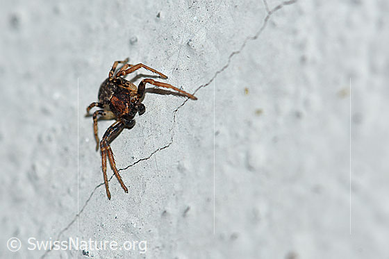 Foto: Unbekannte Spinne. Ev. Krabbenspinne. An Aussenwand eines Hauses.
Körperlänge: ca. 5mm
