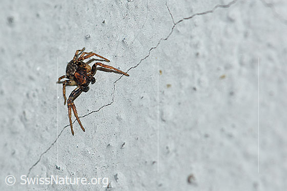 Foto: Unbekannte Spinne. Ev. Krabbenstimme. An Aussenwand eines Hauses.
Körperlänge: ca. 5mm