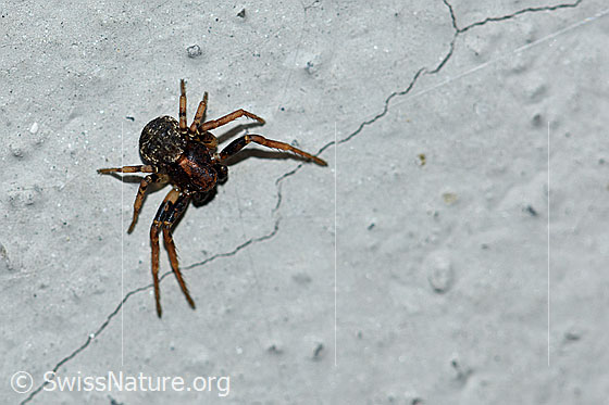 Foto: Unbekannte Spinne, ev. Krabbenstimme. An Aussenwand eines Hauses.
Körperlänge: ca. 5mm