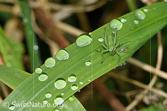 Foto: Grünes Heupferd (Tettigonia viridissima). Kleine Heuschrecke und Wassertropfen auf Grashalm. Länge 5 - 8mm (1. Nymphenstadium)