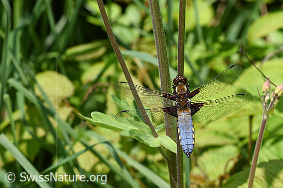 Foto: Plattbauch (Libelle). Männchen. An Stengel einer Akelei.
Spannweite 65-75mm.