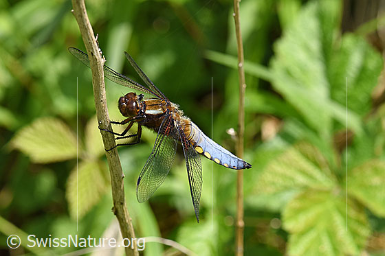 Foto: Plattbauch (Libelle), Männchen.
Spannweite 65-75mm.