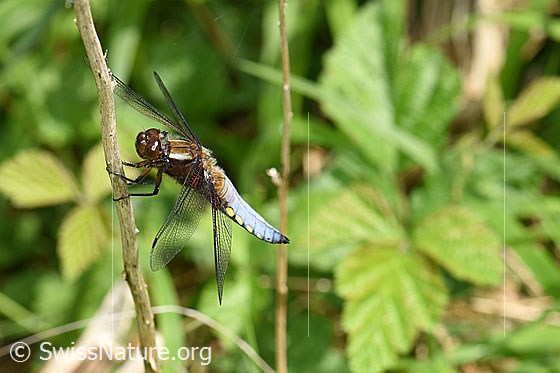 Foto: Plattbauch (Libelle), Männchen.
Spannweite 65-75mm.