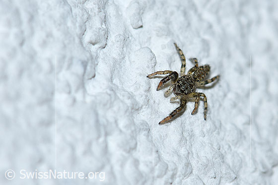 Foto: Springspinne. Ev.Talavera aequipes. An Aussenwand eines Hauses.
Körpergrösse: ca. 3mm