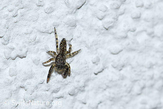 Foto: Springspinne. Ev.Talavera aequipes. An Aussenwand eines Hauses.
Körpergrösse: ca. 3mm