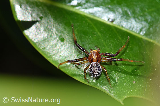 Xysticus audax (Krabbenspinne)