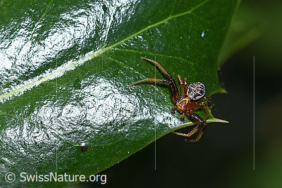 Foto: Wahrscheinlich Xysticus audax. Auf Blatt einer Stechpalme.
Körperlänge: Männchen 3-5mm, Weibchen 6-8mm.