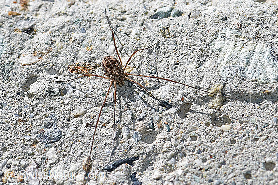 Mitopus morio (Weberknecht)