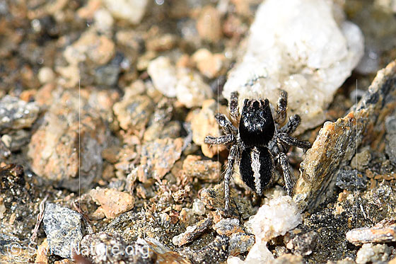 Foto: V-Fleck-Springspinne (Aelurillus v-insignitus). Männchen. Ansicht von oben.
Körperlänge 4 - 5mm.